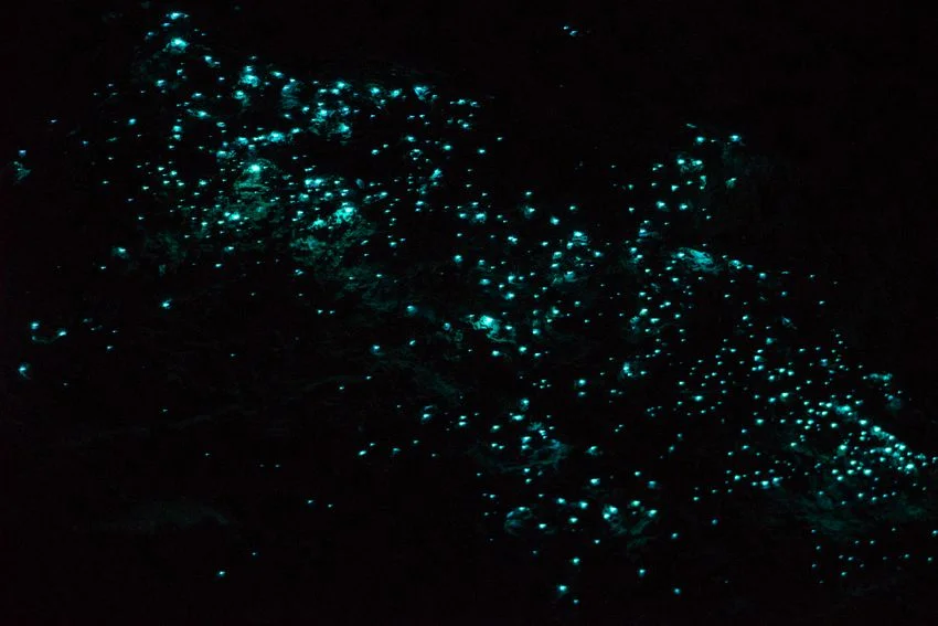 glow worms in Ohiwa.jpeg