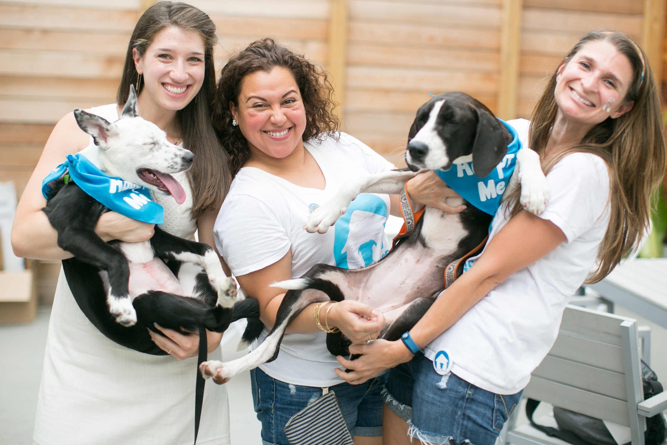 dog fostering programs