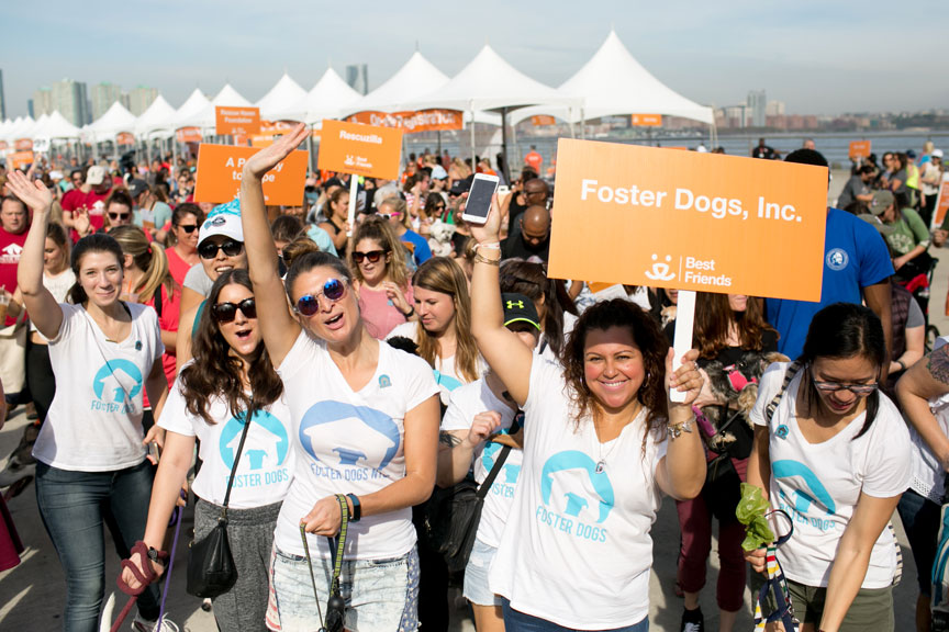 5-steering-committee-strut-realhappydogs.jpg