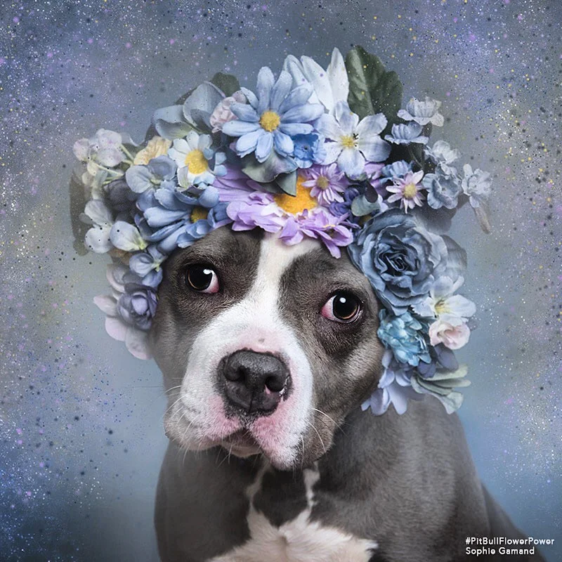 Charlotte's Flower Power portrait by Sophie Gammand 