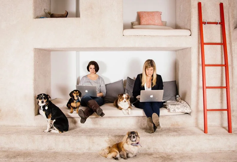 Bark & Co employees, of the human and canine variety. Credit: BARK