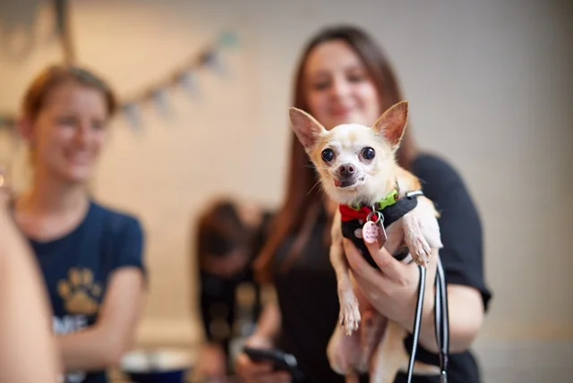 Ask the Fosters: First Time Foster Advice