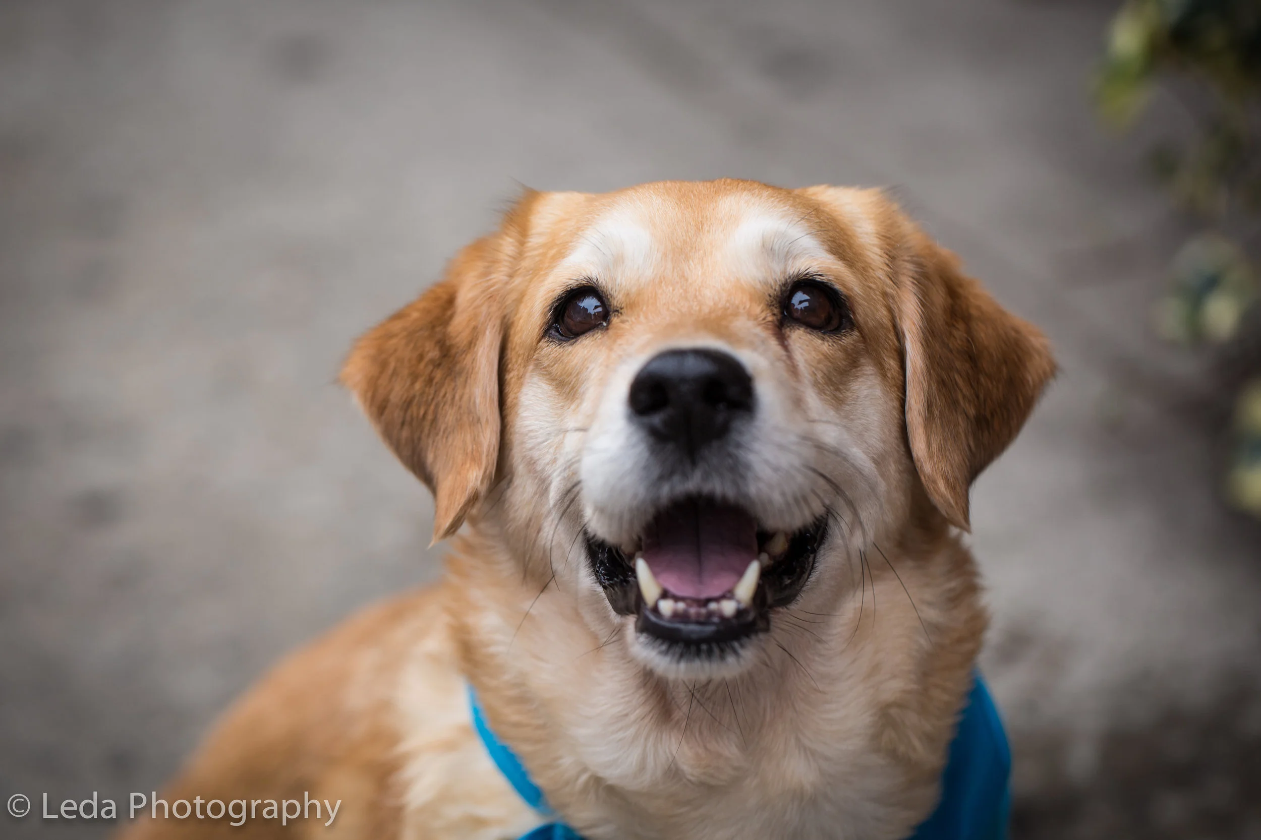 Op-Ed: A Heartfelt Letter From an Adopter to a Foster Mom 