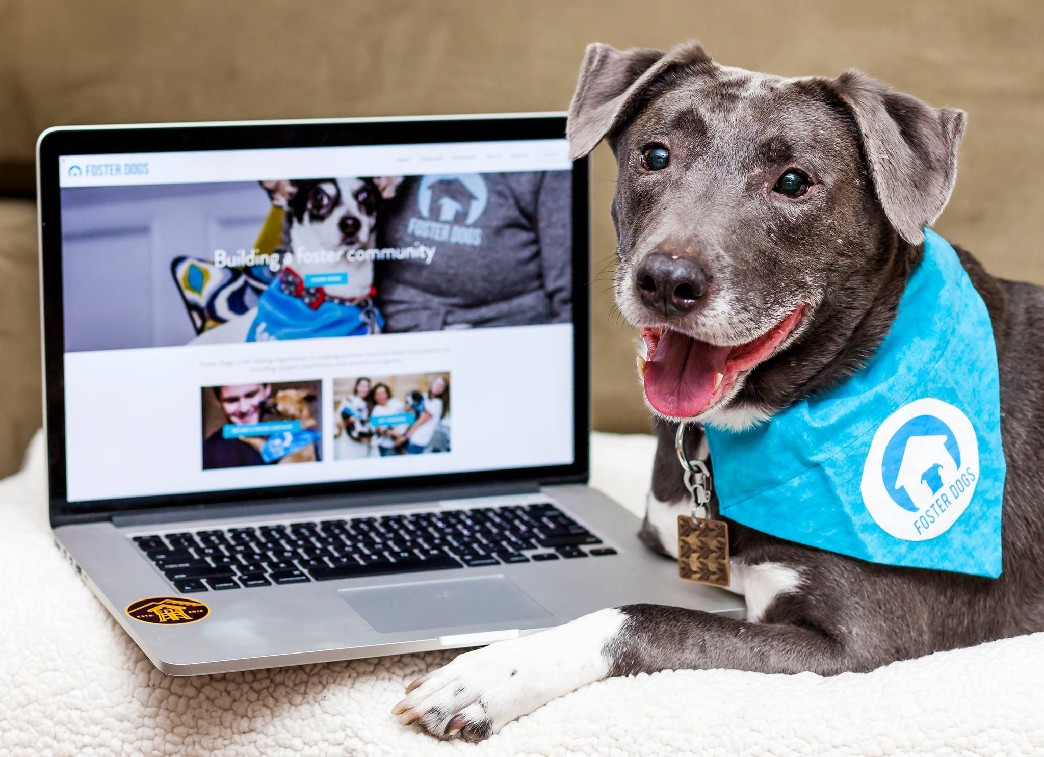 Welcome to Foster Dogs' New Website!