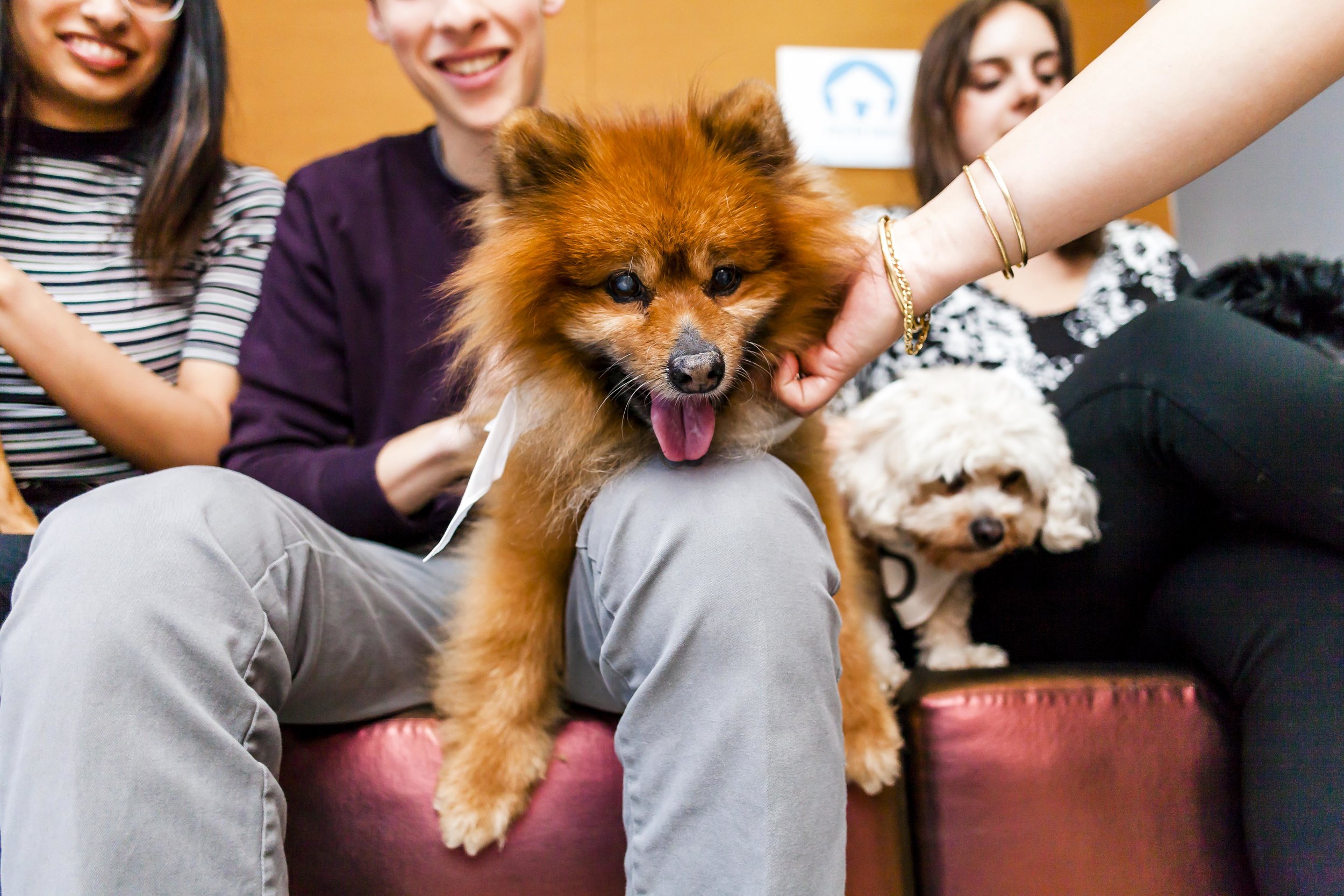 FosterDogs_DiscoveryPuppyParty_20180326_4910_©StaceyAxelrod.jpg