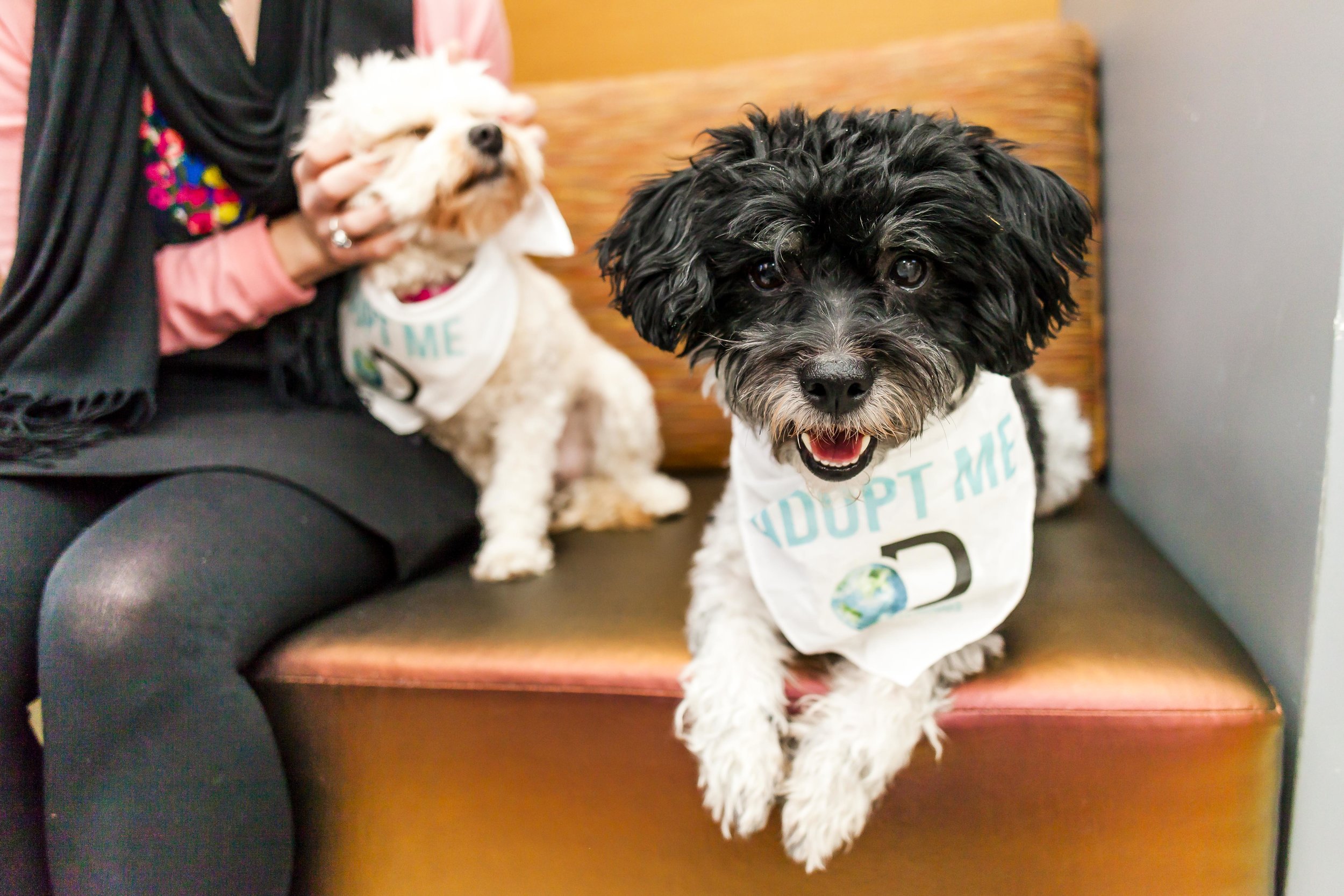 FosterDogs_DiscoveryPuppyParty_20180326_4962_©StaceyAxelrod.jpg