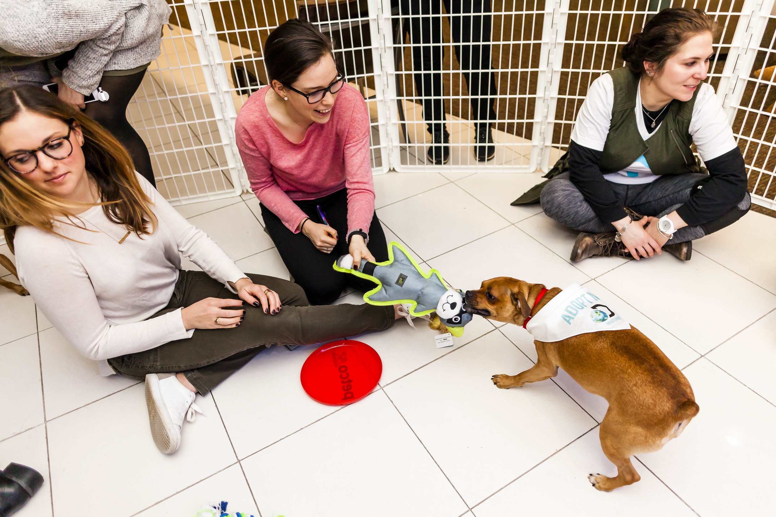 FosterDogs_DiscoveryPuppyParty_20180326_4985_©StaceyAxelrod.jpg