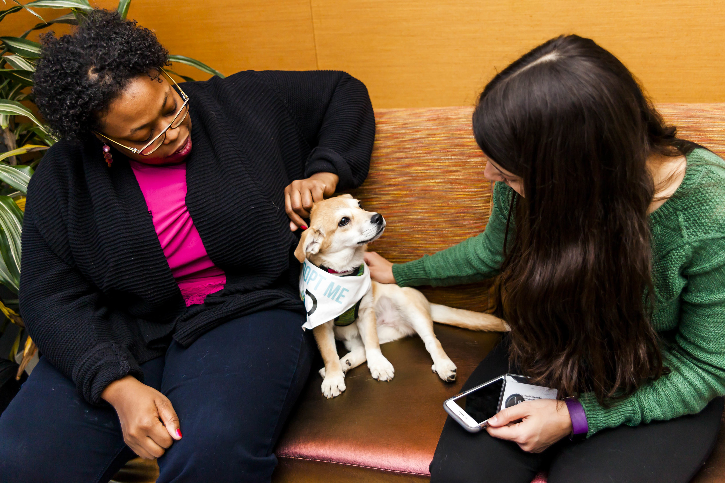 FosterDogs_DiscoveryPuppyParty_20180326_5031_©StaceyAxelrod.jpg