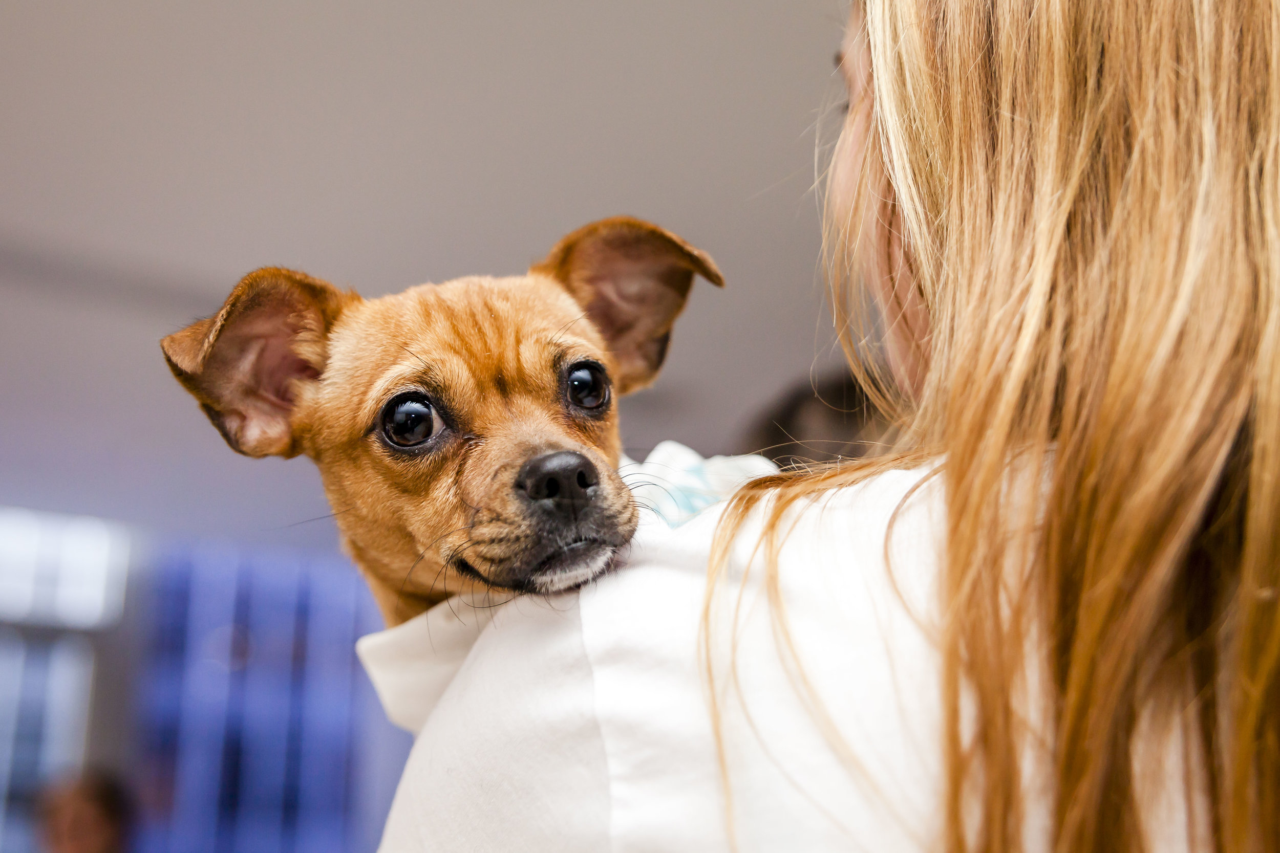 FosterDogs_DiscoveryPuppyParty_20180326_5258_©StaceyAxelrod.jpg