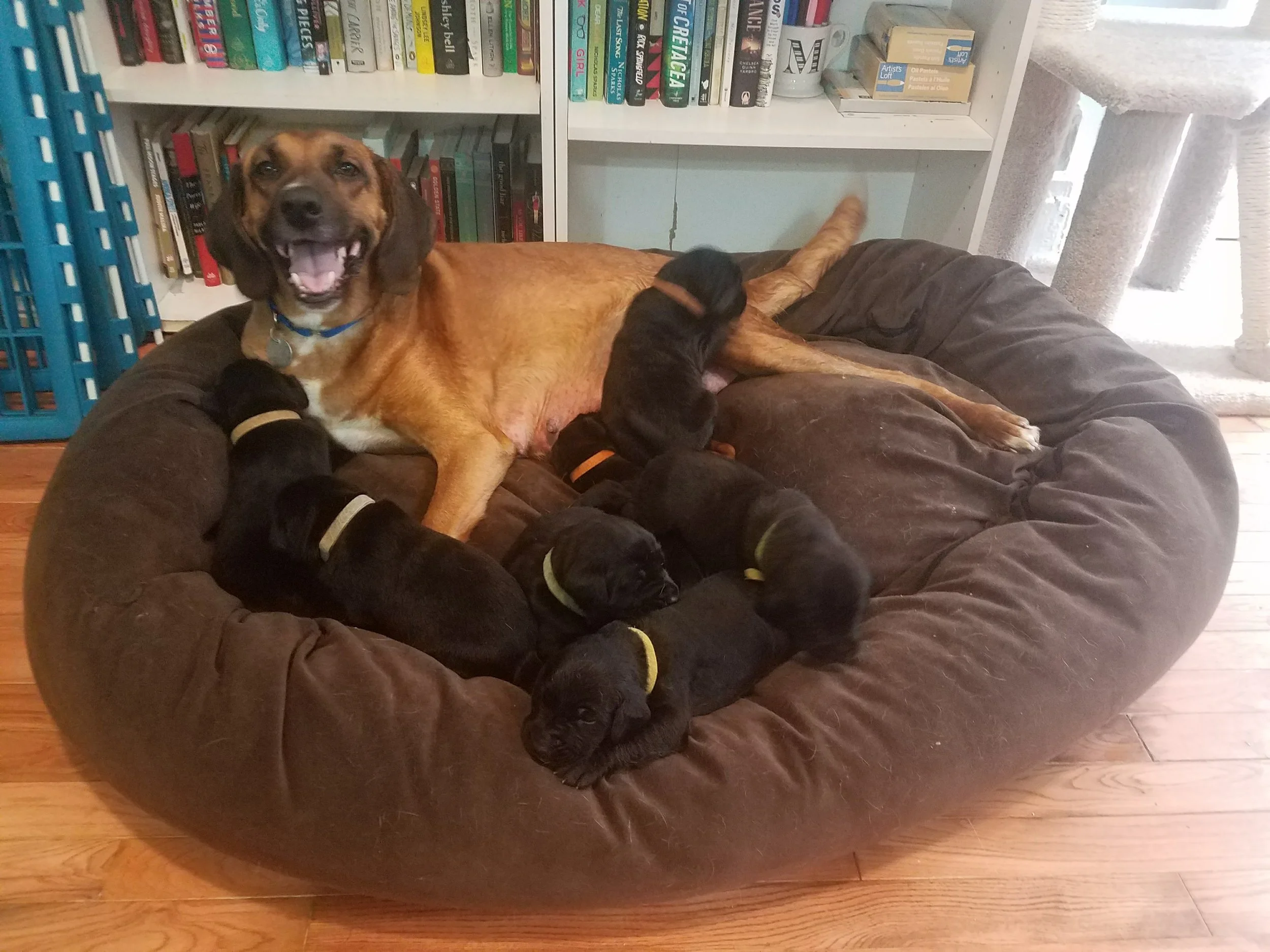 maria_fosterdogs_penny.jpg
