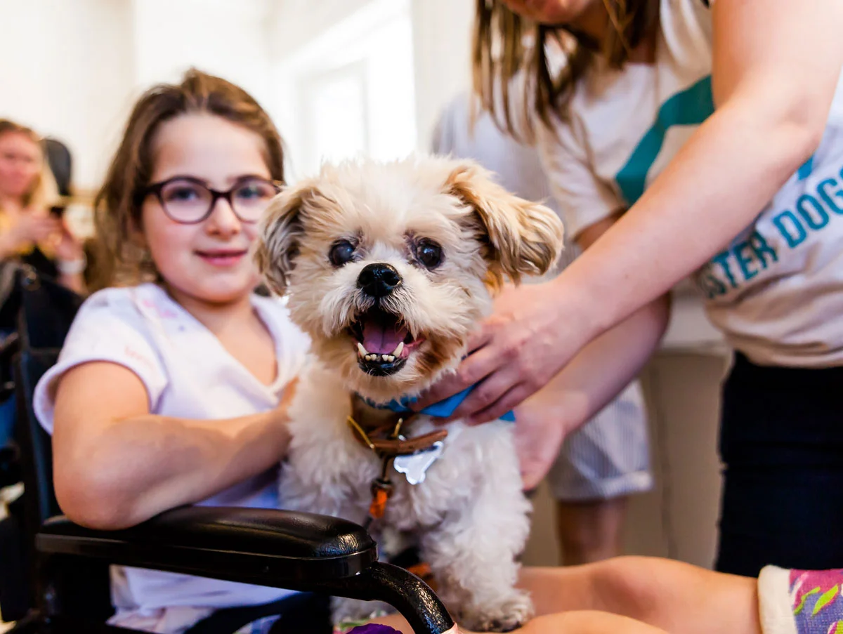 A Special Little Old Man Foster Dog
