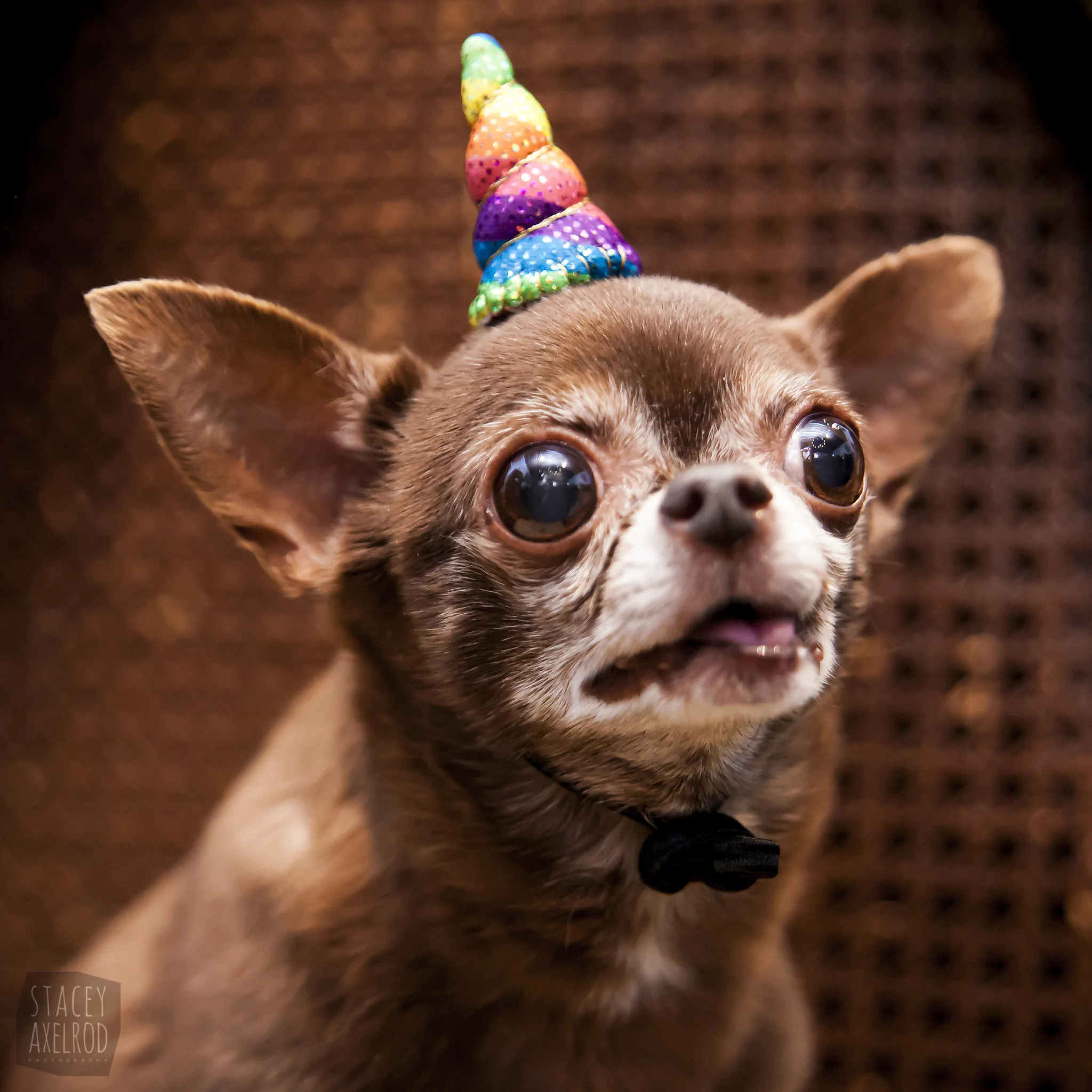 Chloe Kardoggian Senior Dog Party @ B&H