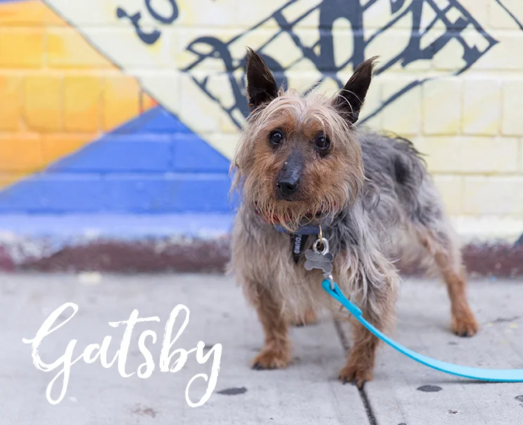 Gatsby is a 9 year old 12 lb dapper gentleman Australian Terrier who has plenty of energy for a senior, and gets along with other pets. Photo by Cynthia Lee @putawoofovermyhead -- ADOPTED!