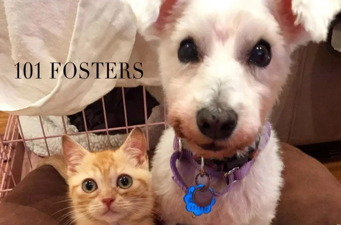 2-101-fosters.jpg