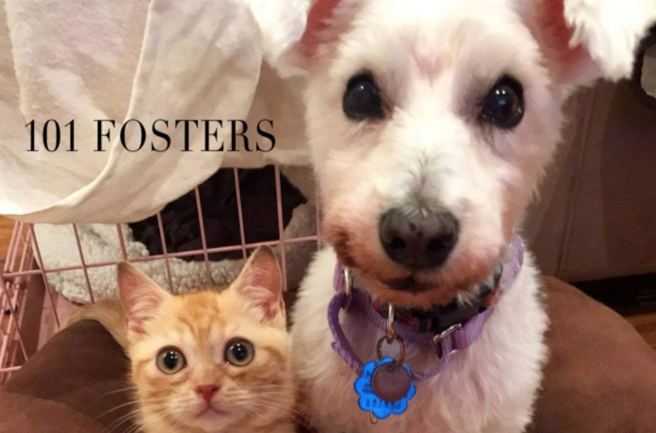 101 Fosters: A Special Story
