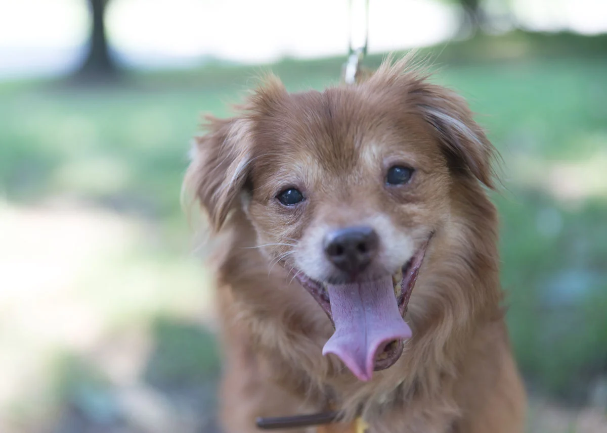 Gilligan Finds His Skipper: A Happy Tail