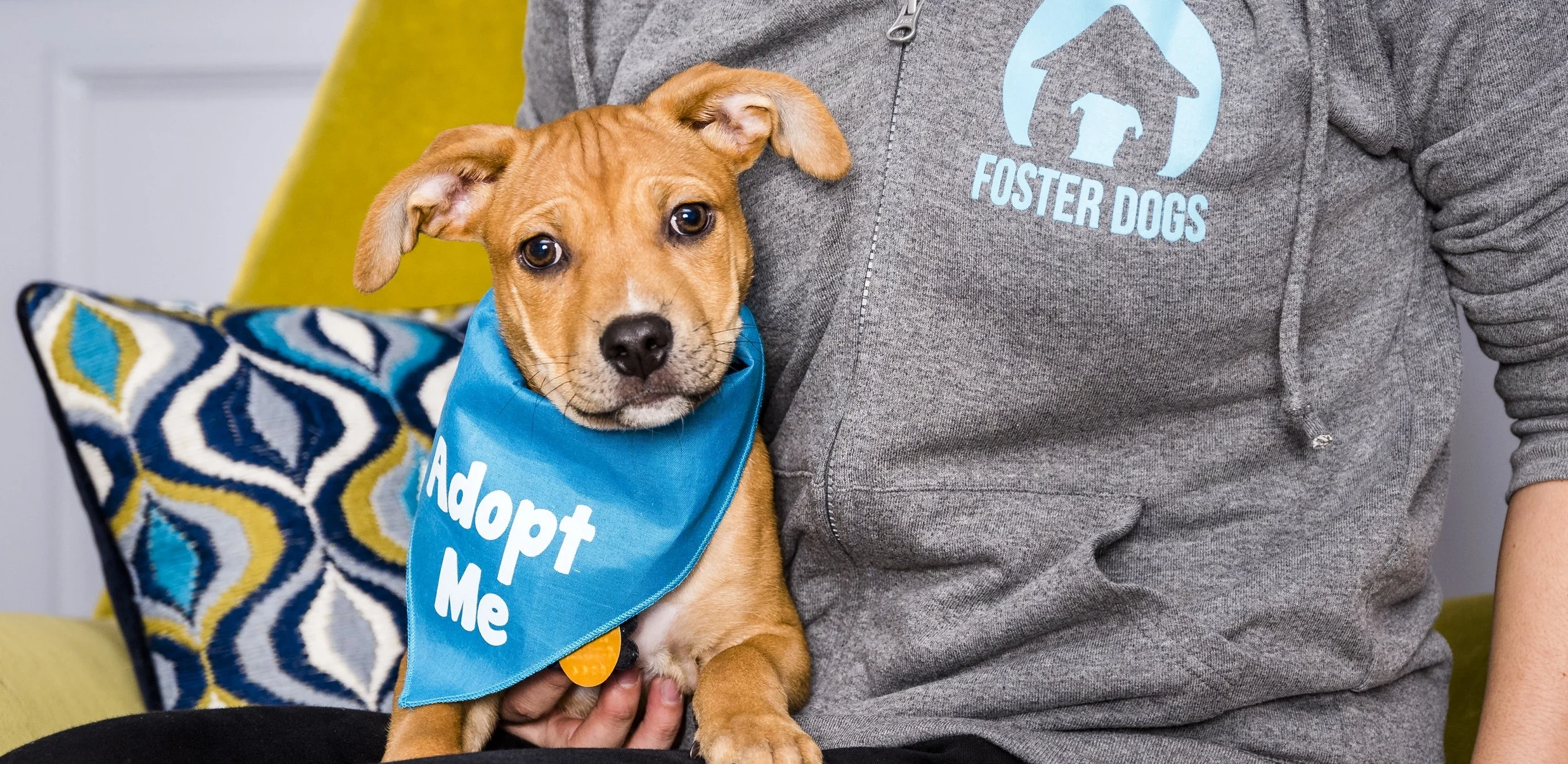 Foster Photo Day