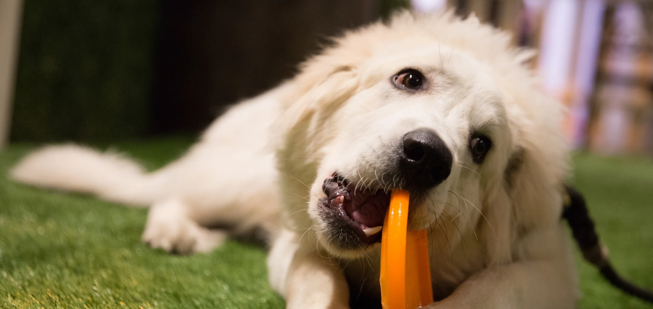 Petcon