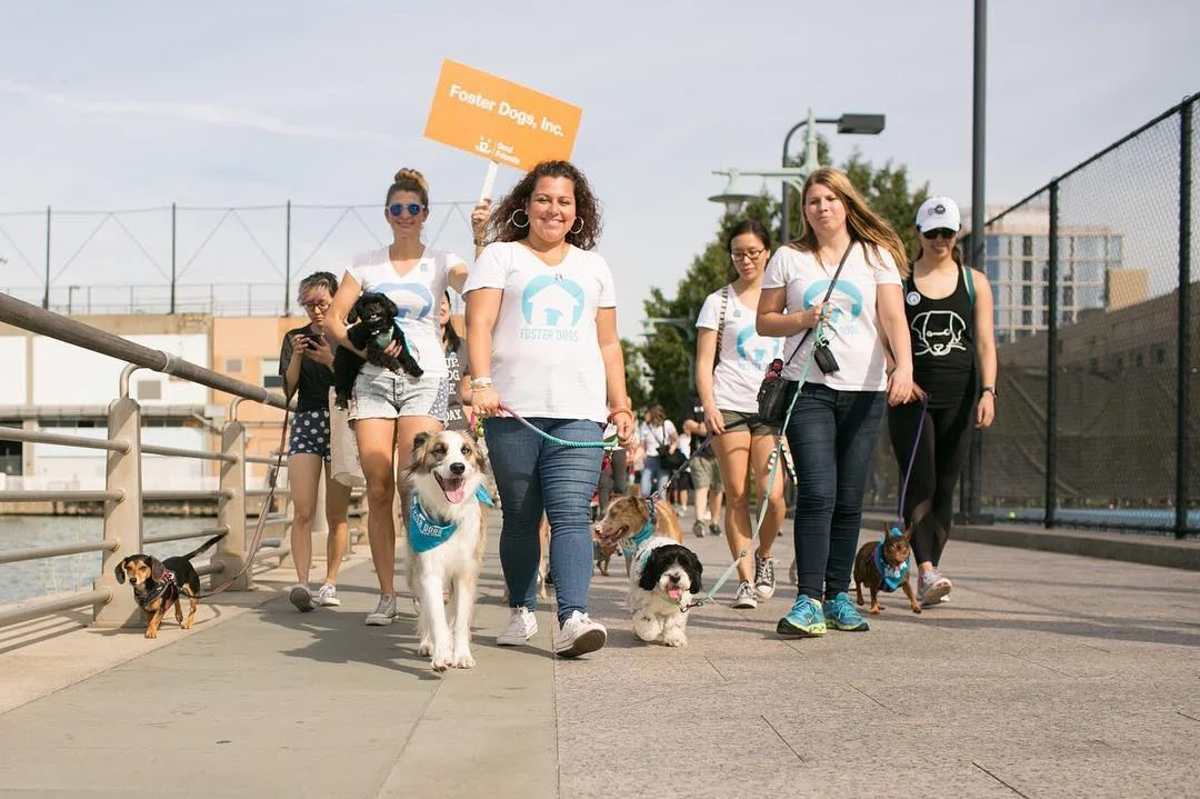 real_happy_dogs_foster_Strut.jpg