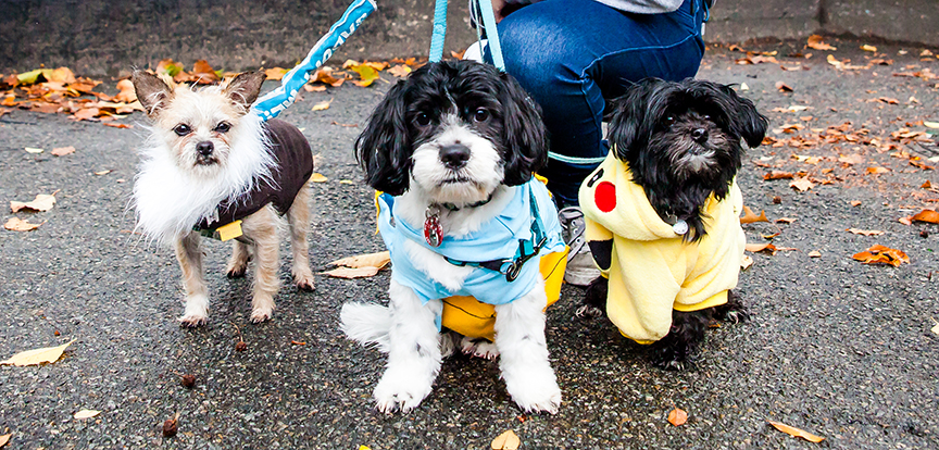 Halloween Doggy Carnival