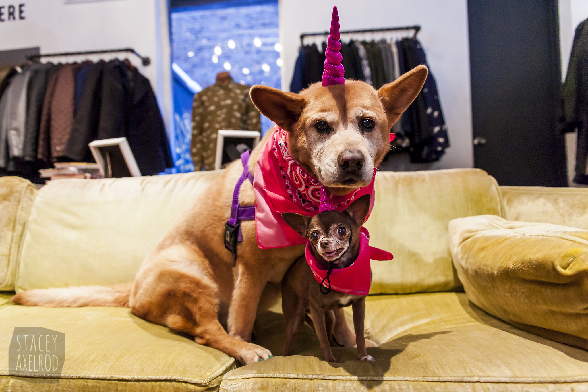 FosterDogs_Valentines-Adoption-Event_Vaute_2017Feb11_0061.jpg