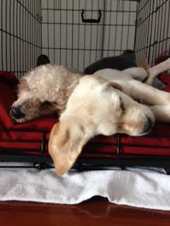 Foster dog Taz & guide-dog-in-training Owen. Credit: Madhumita Chatterjee