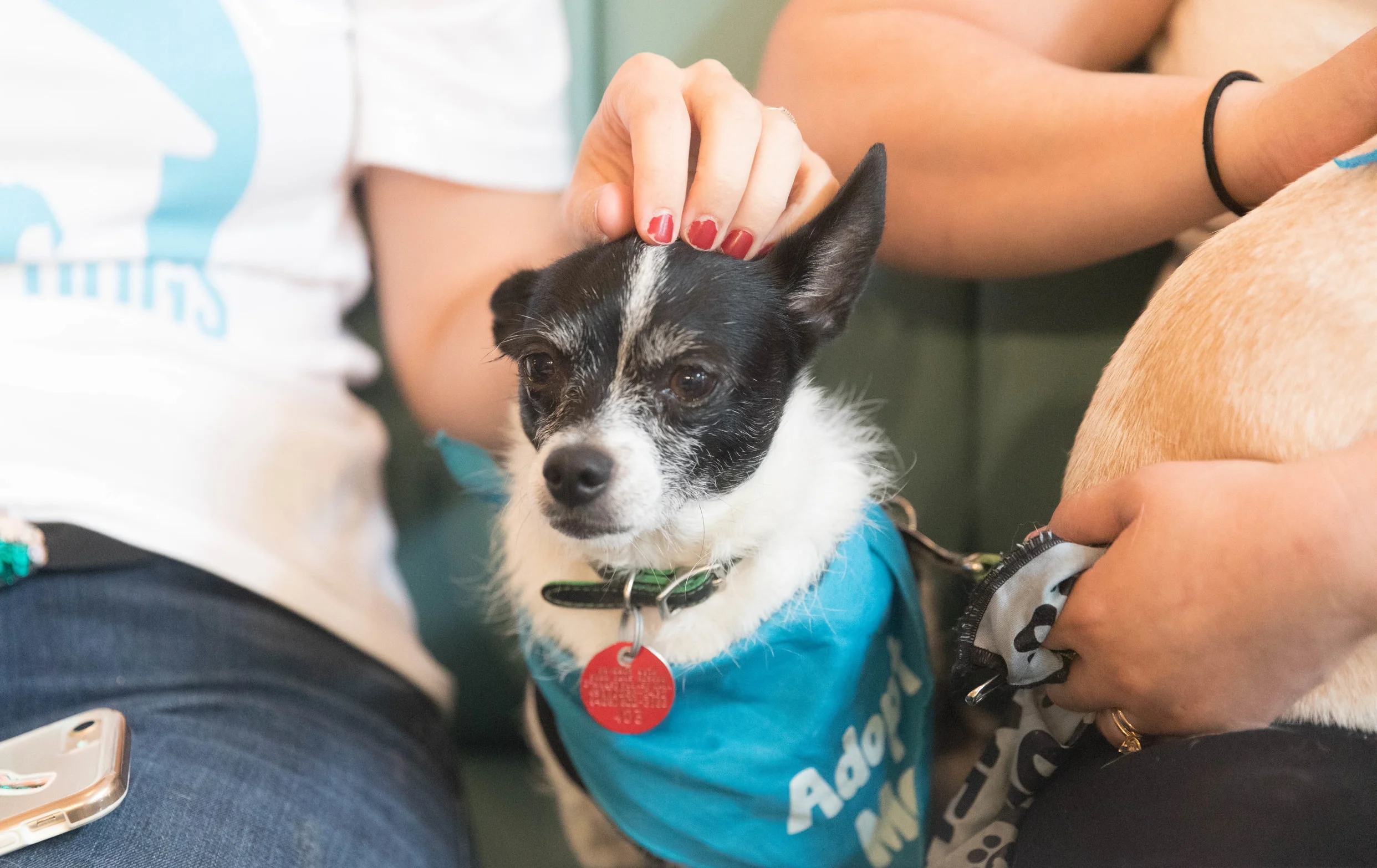 Senior Dog Adoption Event: Los Angeles!