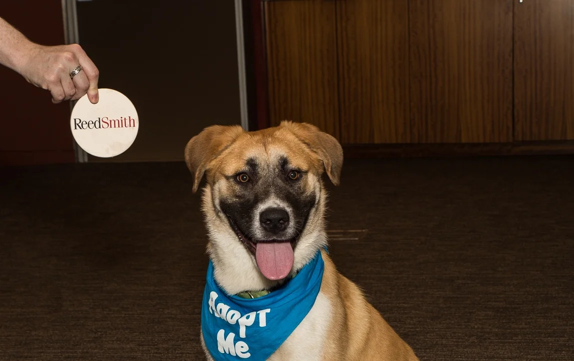 Puppy Party at Reed Smith [Private Event]
