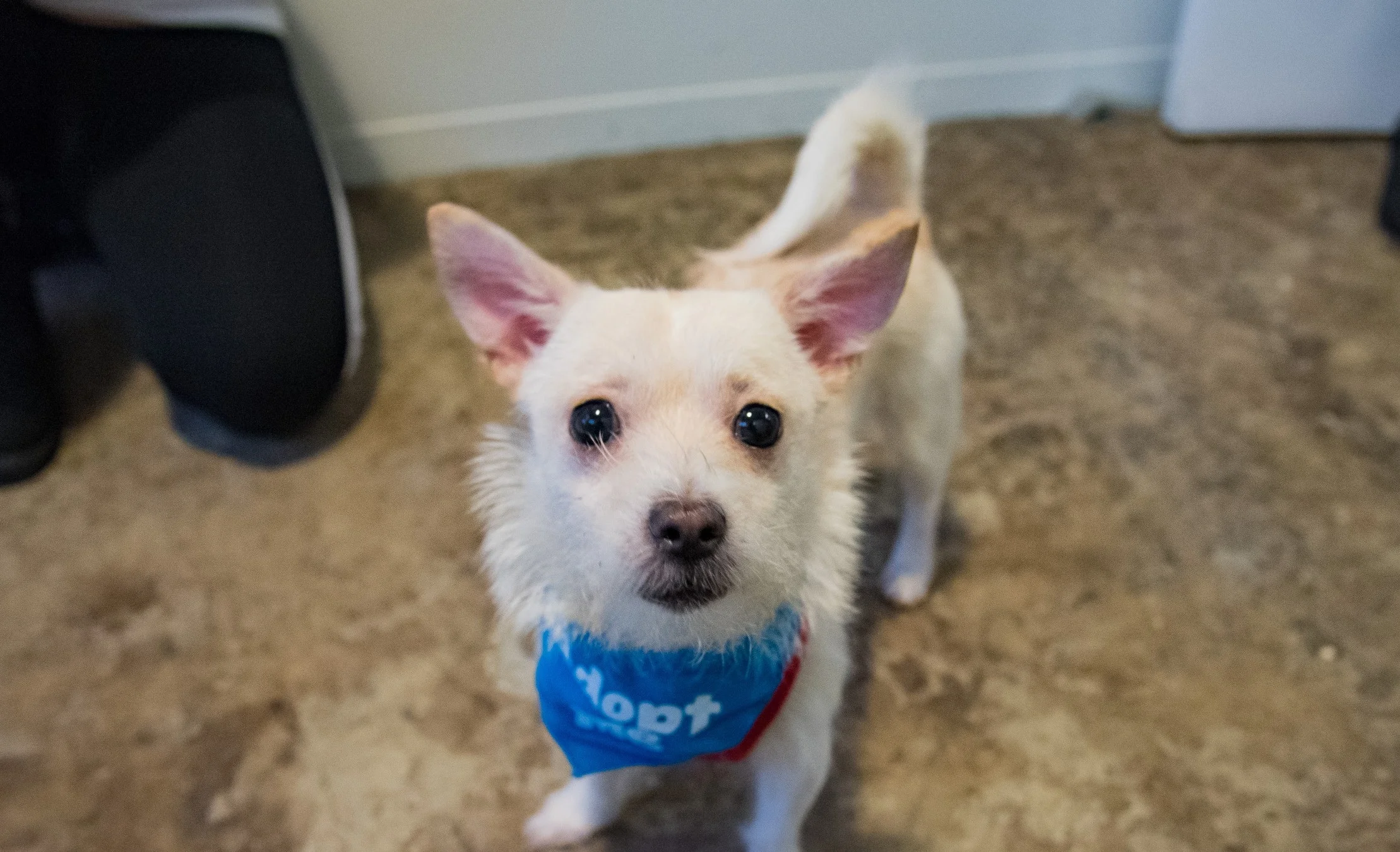  Puppy Party at OrderGroove [Private Event]
