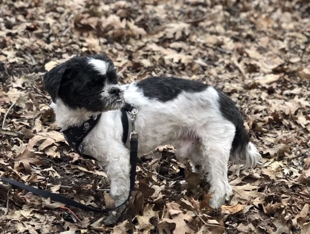 Yogi Bear is Ready for a Home! [ADOPTED]