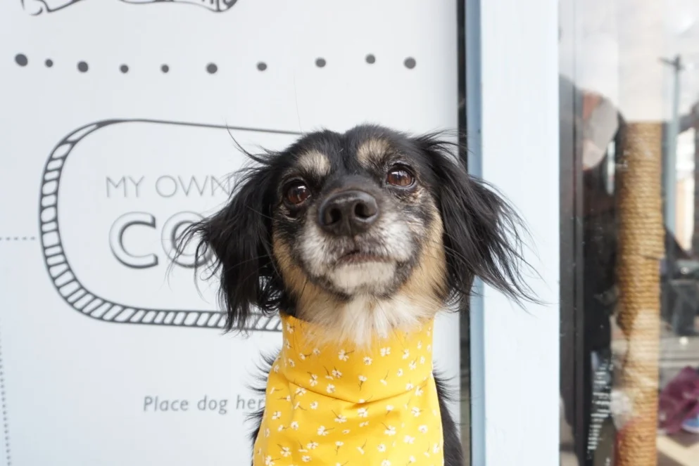 Boris &amp; Horton Mini Adoption Event