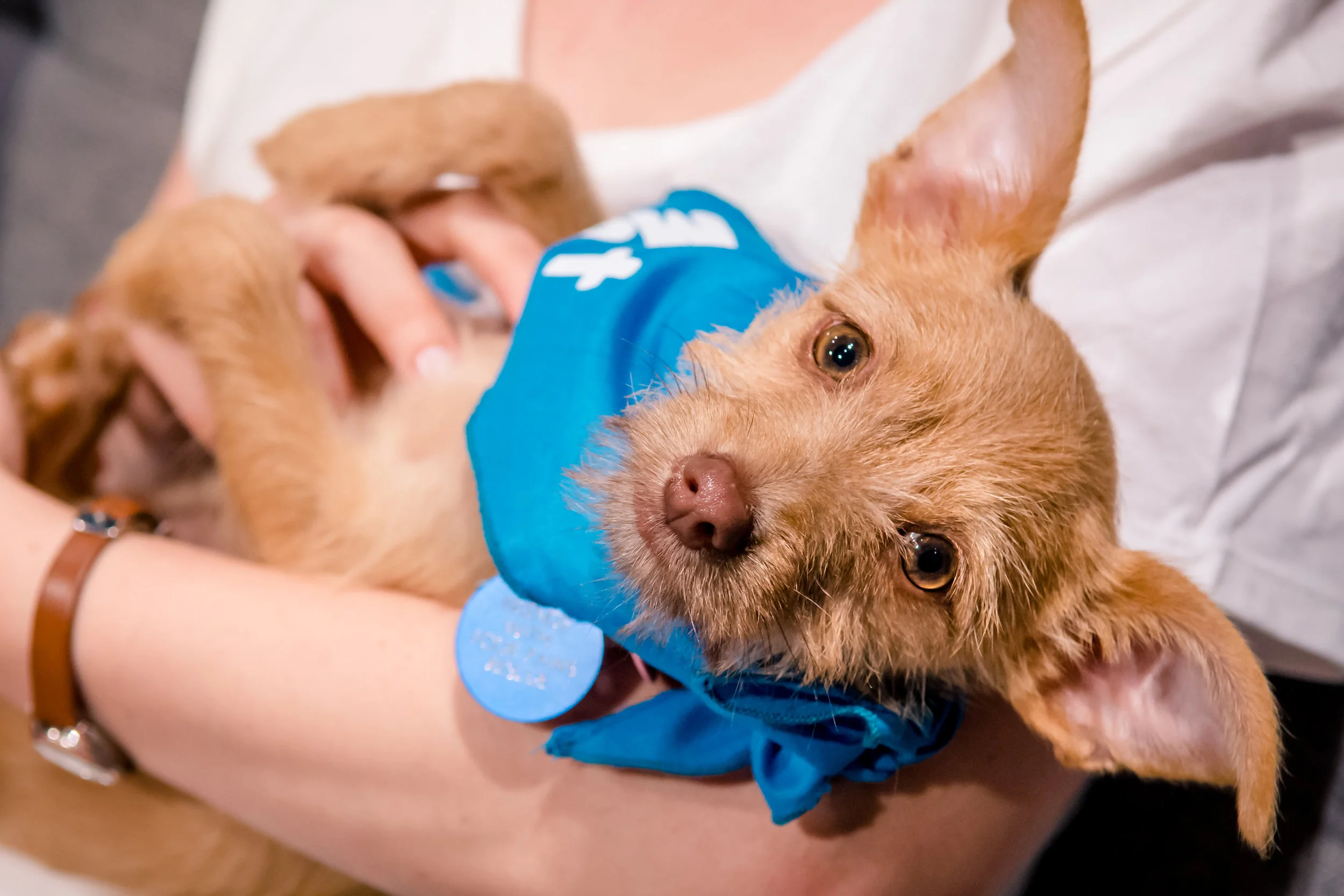 Dogville Adoption Event