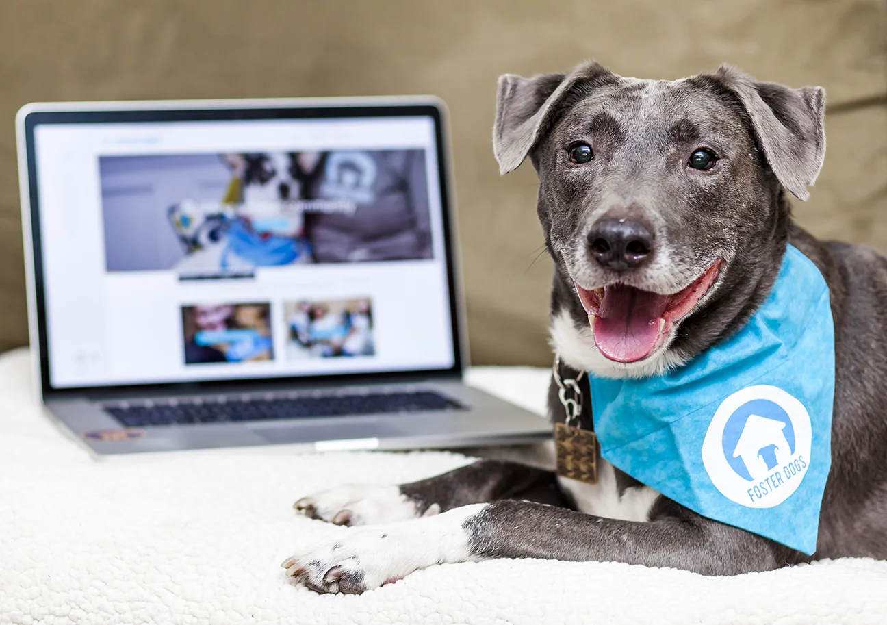 FosterDogs_EscherWebsitePromo_2018Feb17-3697-©StaceyAxelrod.jpg