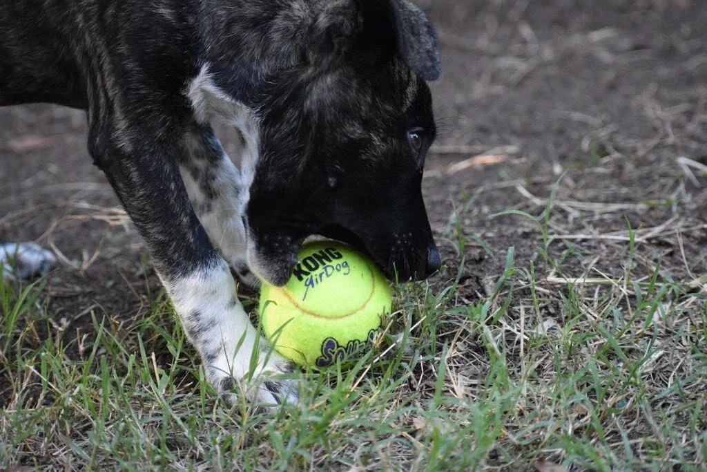 Puppy Bowl Viewing Party &amp; Fundraiser