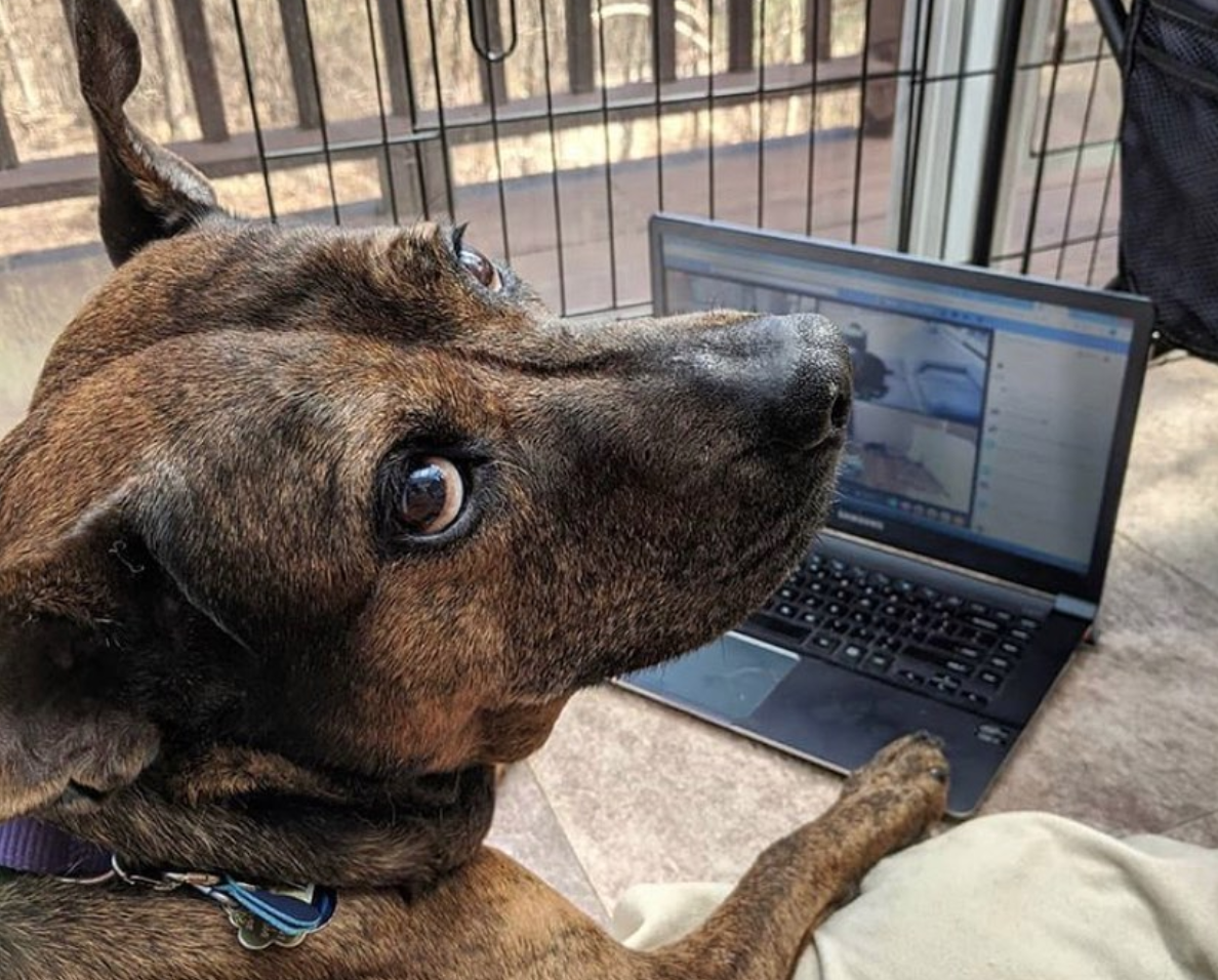Webinar: "All About Fostering"