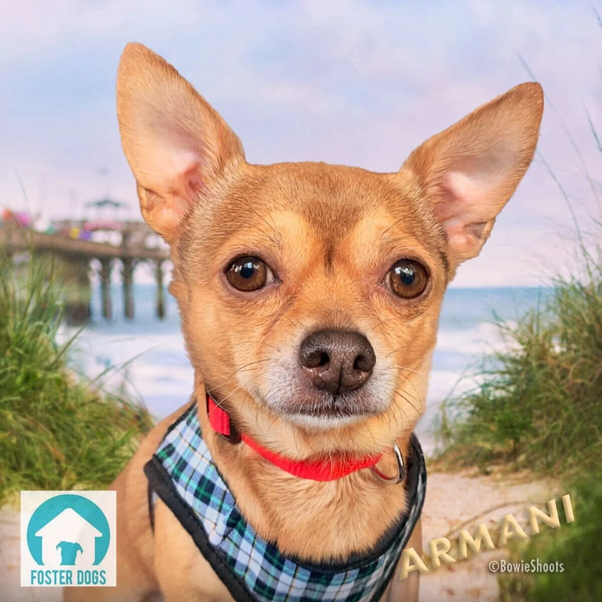 It's Raining Chihuahuas! Meet our Three Newest Rescues.