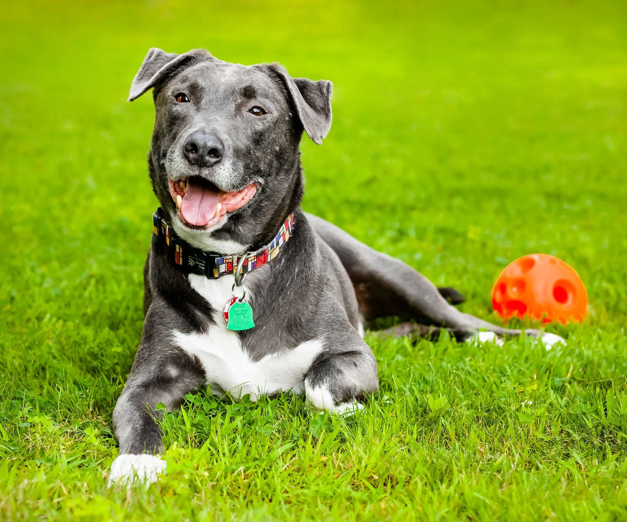 Escher Schwartzelrod