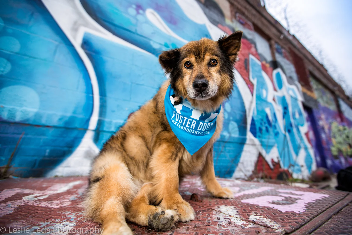 What Does It Mean to Foster a Dog: Ultimate Guide to Compassion