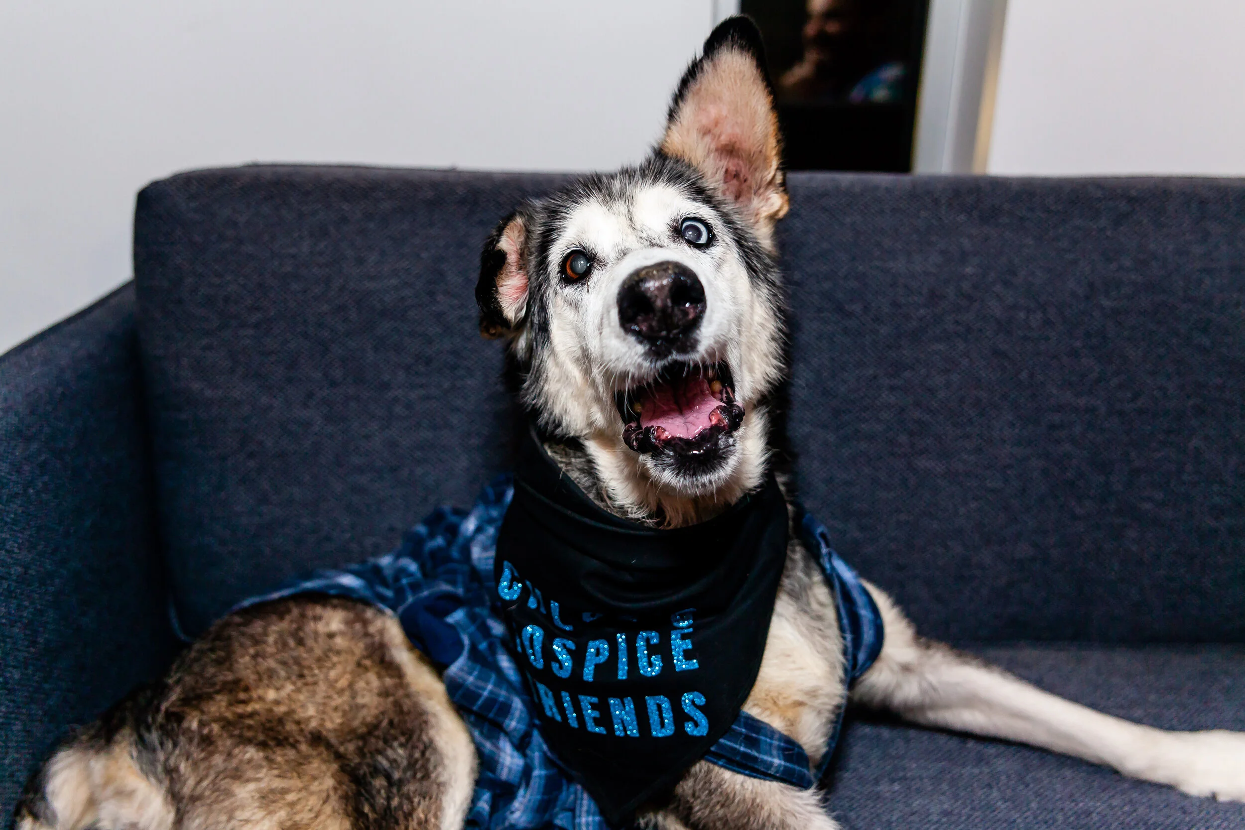 Fospice dogs hotsell