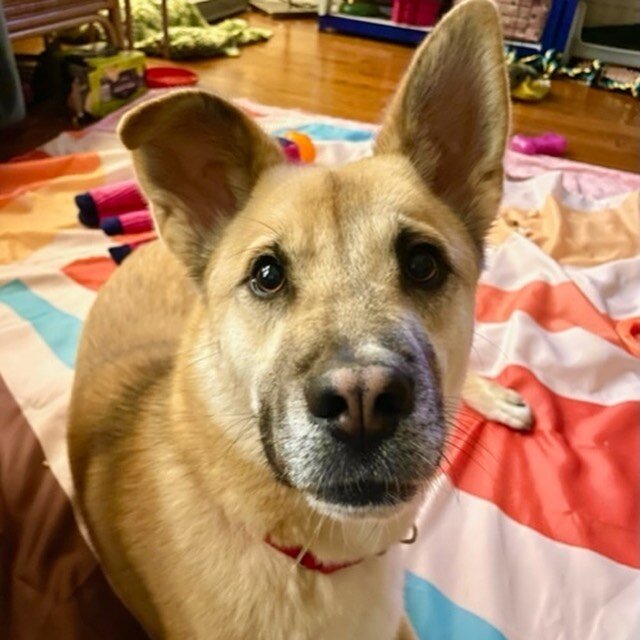 Can you guess the theme of this post? 👂Ears! These 3 NYC adoptable dogs all want homes before the new year! Please help make it happen. 

Phoebe is an active happy social 1 year old 45 lb Husky mix. &ldquo;This social butterfly has a hard time NOT s