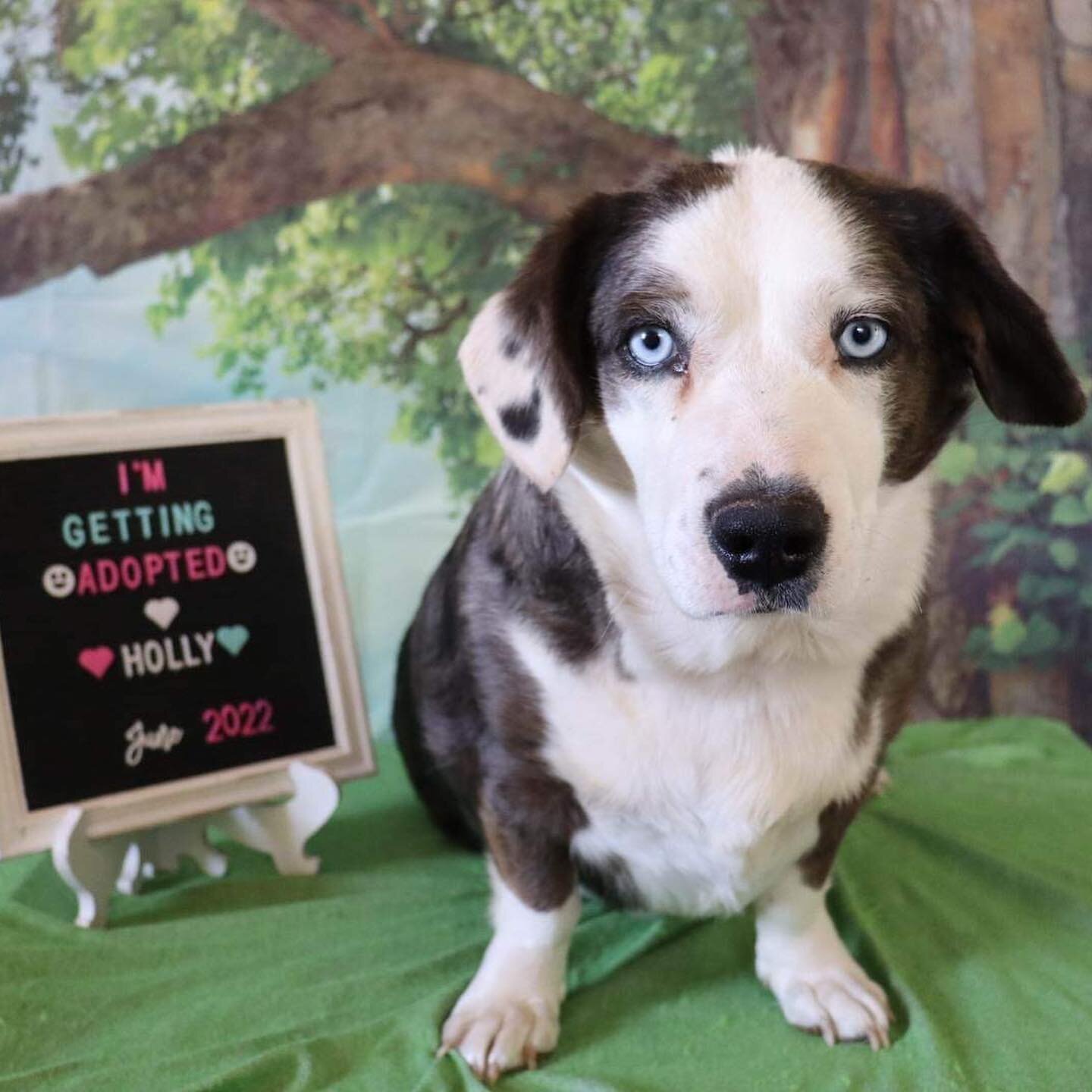 Have you ever seen a cuter foster tradition? 🥹 What&rsquo;s your special way to commemorate each adoption? For Kristin in New Mexico, it&rsquo;s an adorable photo shoot for Every👏Single👏Animal. Plus, she manages to get the kittens to pose perfectl