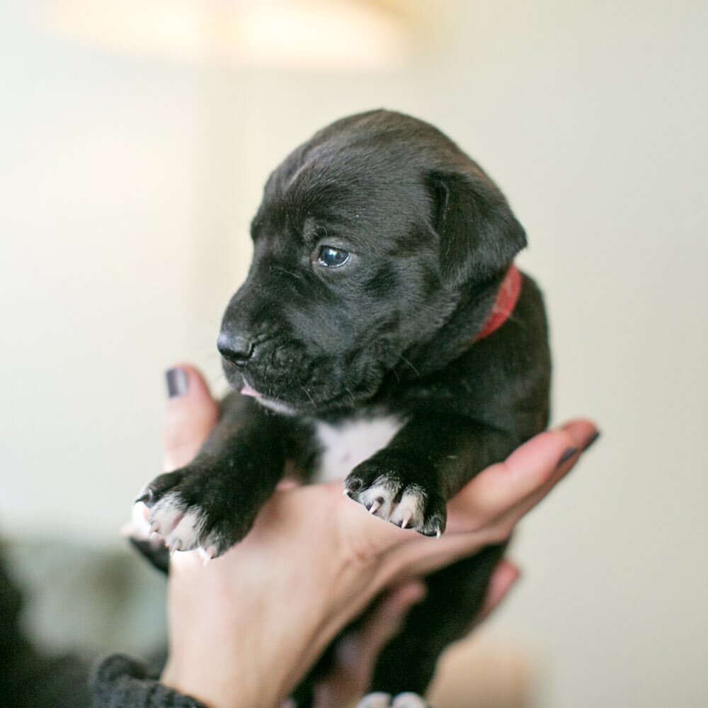 Who remembers these babies???? 🥰

We knew they&rsquo;d be big, but can you even imagine when you&rsquo;re meeting a precious newborn litter *exactly* 8 years ago that they&rsquo;d grow up to be the size of a full grown adult? 😅

🍕 Spumoni (picture