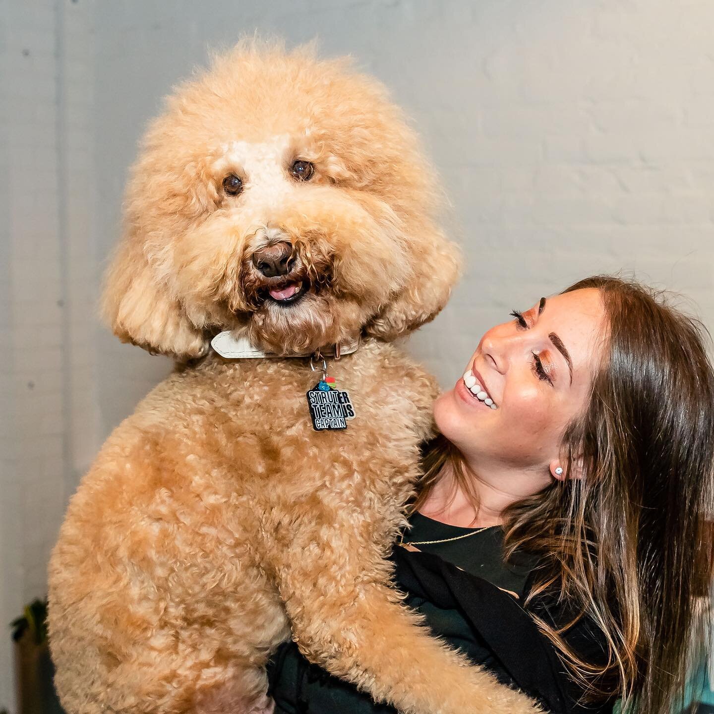 We are saddened by the news of @puppynamedcharlie Sawyer&rsquo;s passing. 😢 This floofy goofy doodle sweetheart was a huge rescue advocate along with her mama Paige and &ldquo;big&rdquo; sis Charlie. And since we couldn&rsquo;t pick just one photo, 