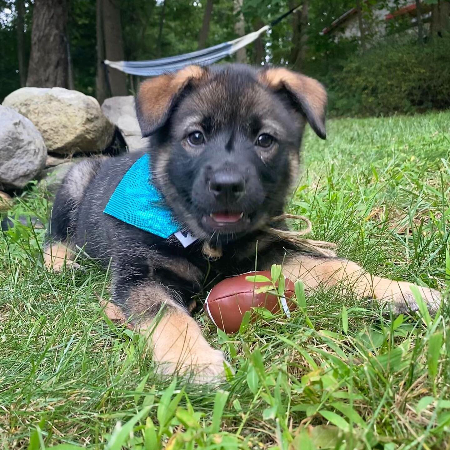 🏈 Happy #PuppyBowl Sunday! 🏈

#superbowllvii #Superbowl #puppy #footballdog #cutepuppy #fosterdogs #adopted