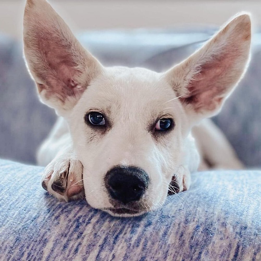 Biscuit wants the weekend to never end. #sundayscaries 

4 mos old, Adoptable through @barrkli in the NYC area. Rescued from #PuertoRico.

#fosterdog #fosterpuppy #adoptme #fosteringsaveslives #fosterdogs #whitedog #bigears #puppy