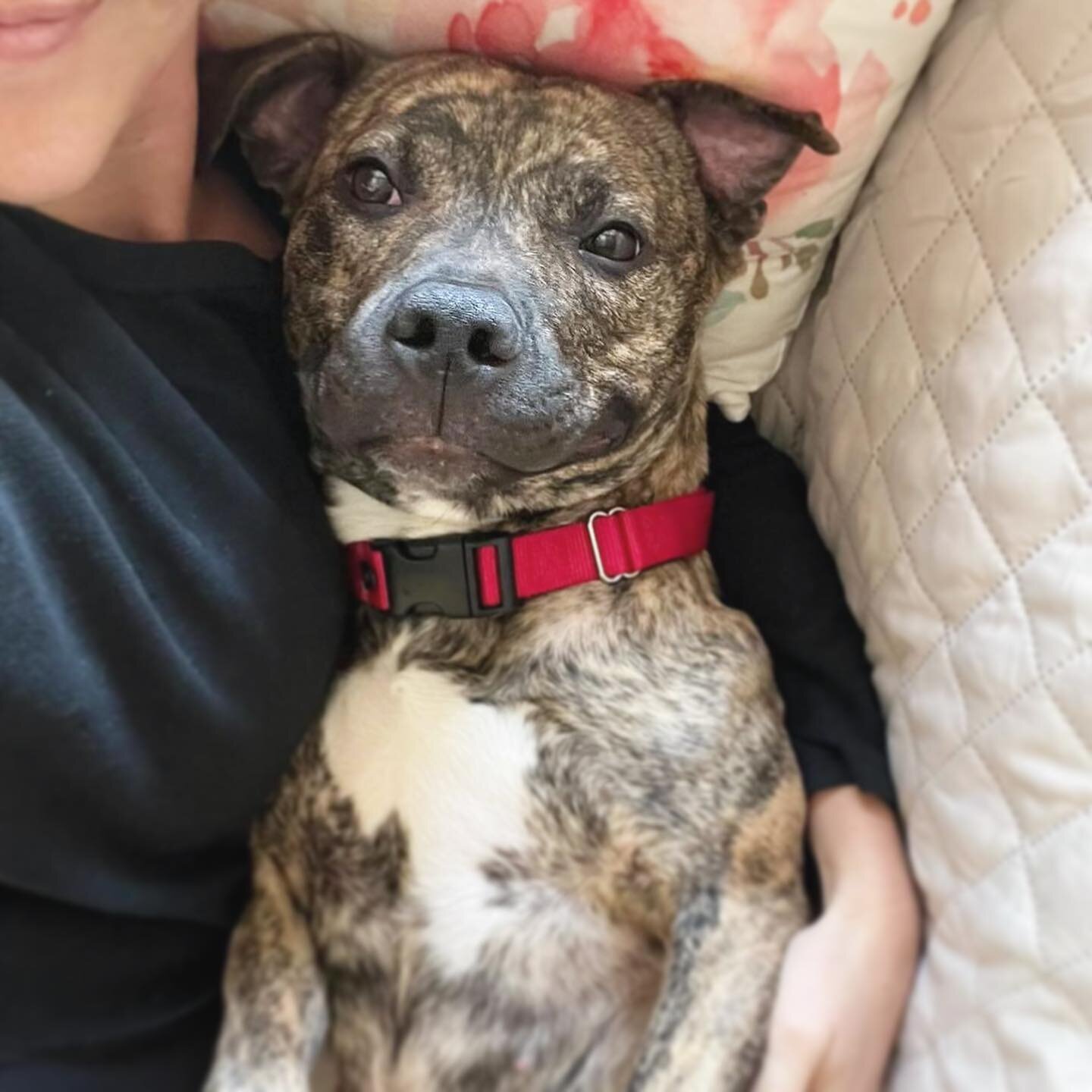 A smiling pup who is always holding her lovey? 🧸 Who could say no? 😁 Thais needs a foster now!

&ldquo;I worked with my foster pup Thais at the shelter for 6 months before deciding to try fostering her. I&rsquo;ve had her at 
home for 6 weeks and s