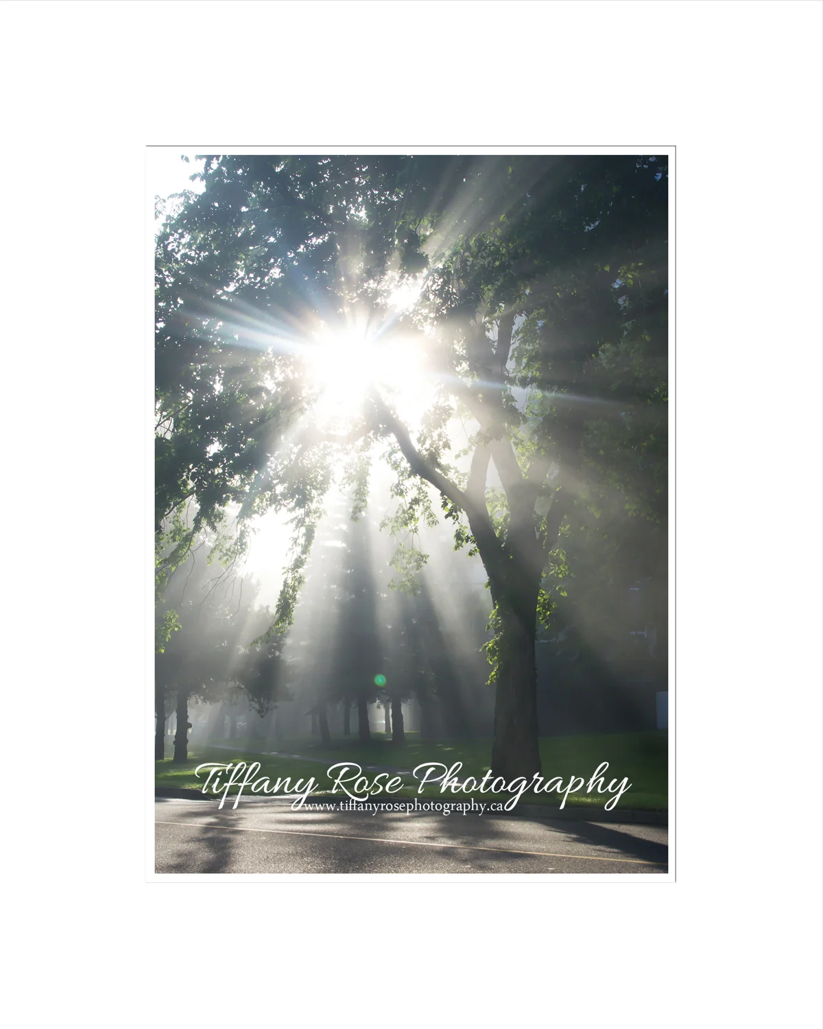 Tiffany Rose Photography 
