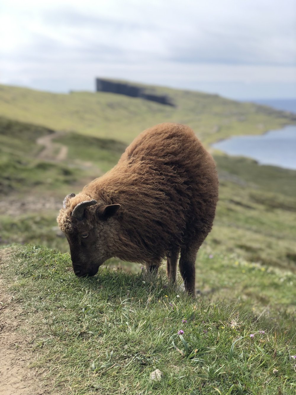 Of course there were sheep on the trail