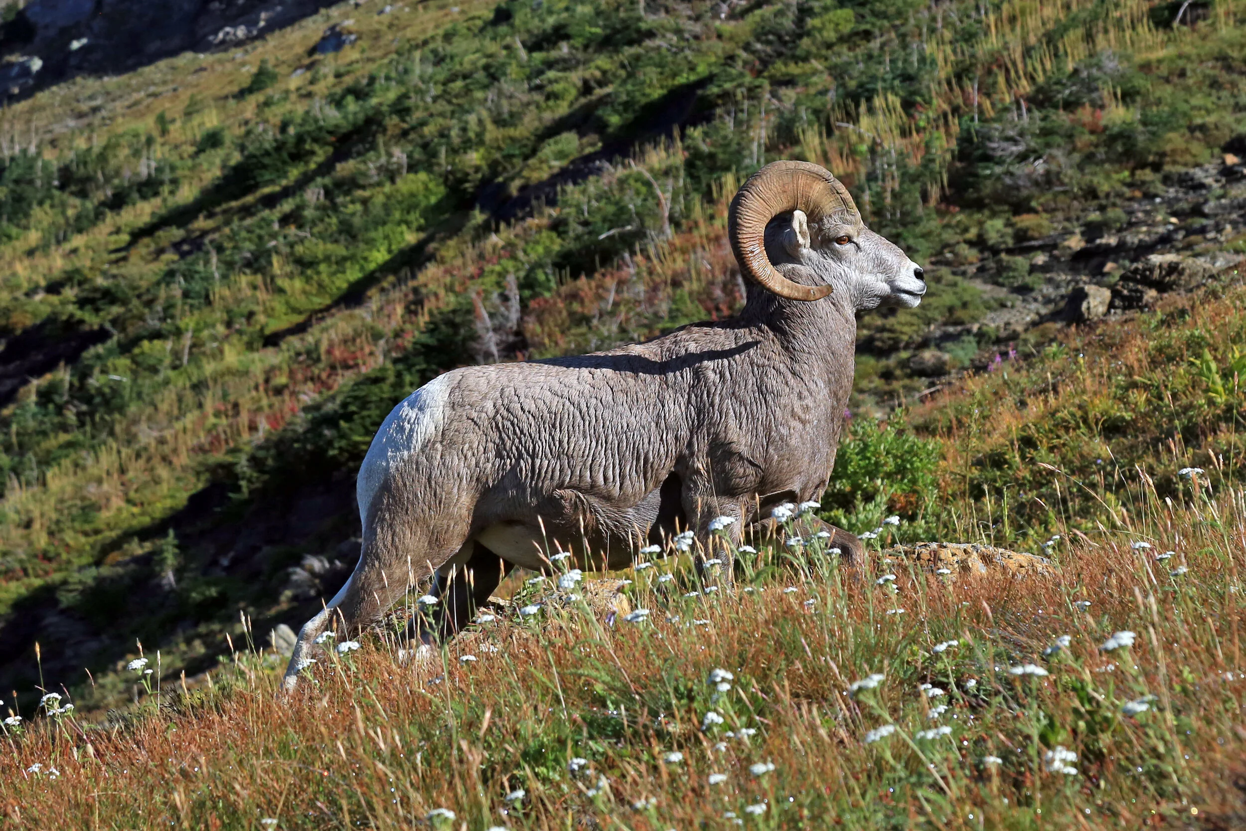 Big Horn Sheep in Glacier National Park, Montana