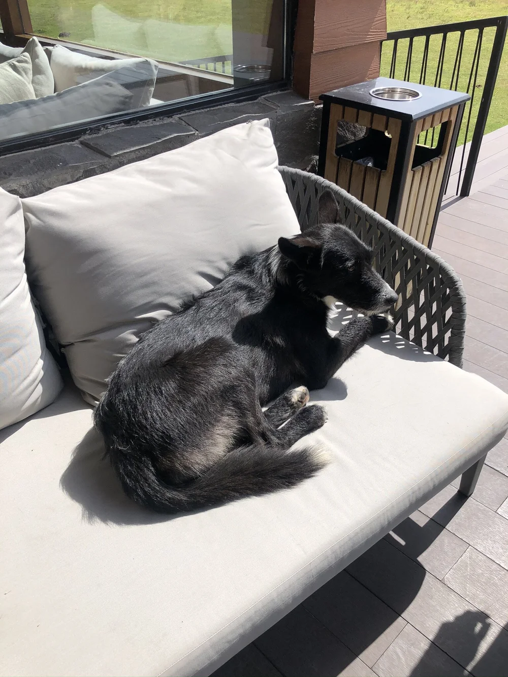 One of the few resident dogs